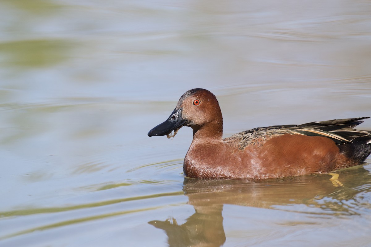 Cinnamon Teal - ML230127821