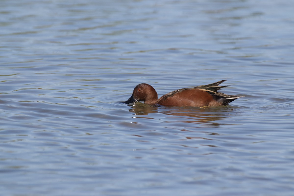 Cinnamon Teal - ML230127841