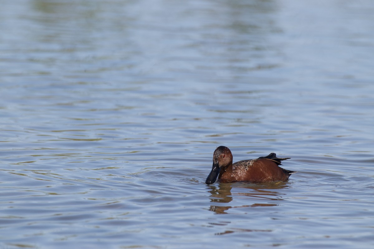 Cinnamon Teal - Josiah Verbrugge