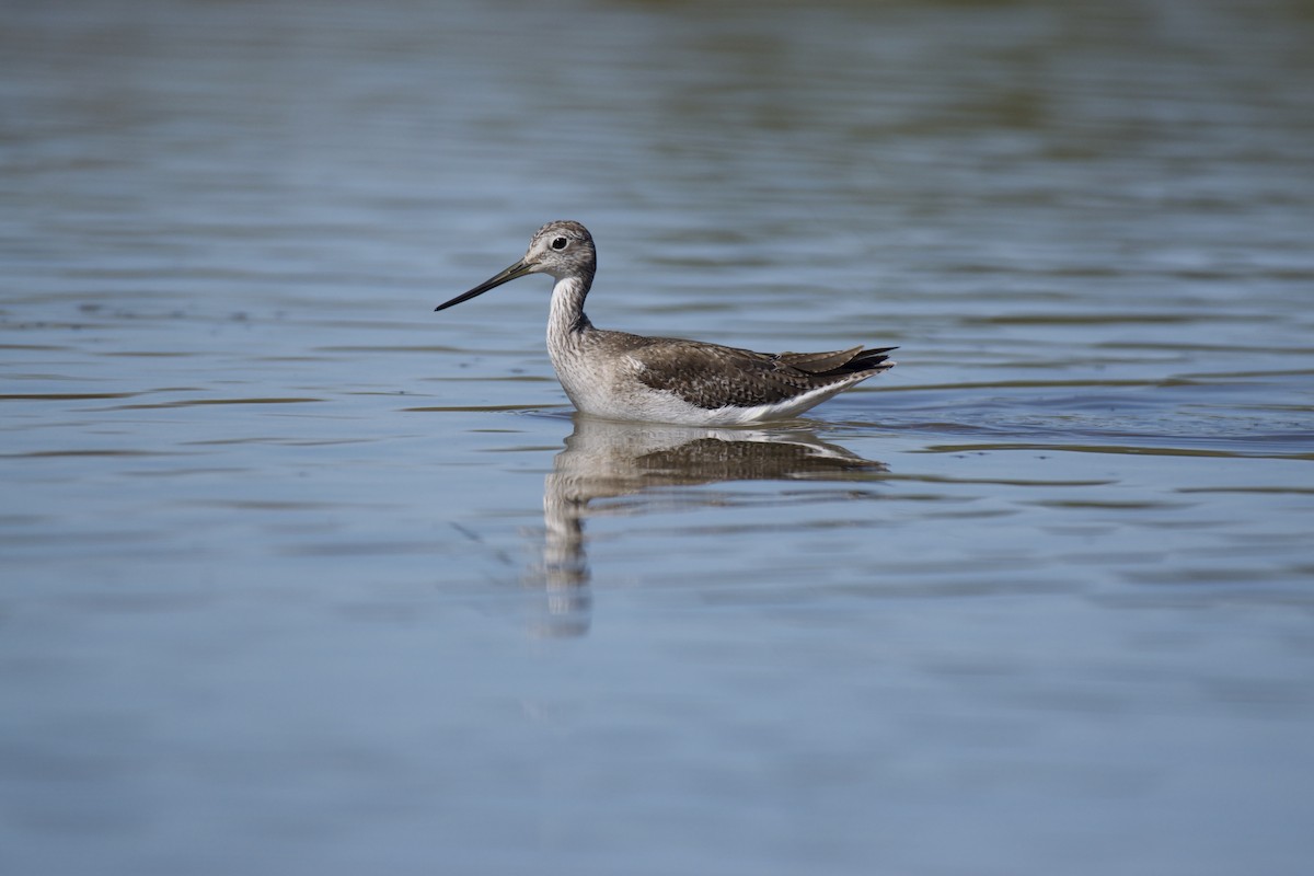 Greater Yellowlegs - ML230127951