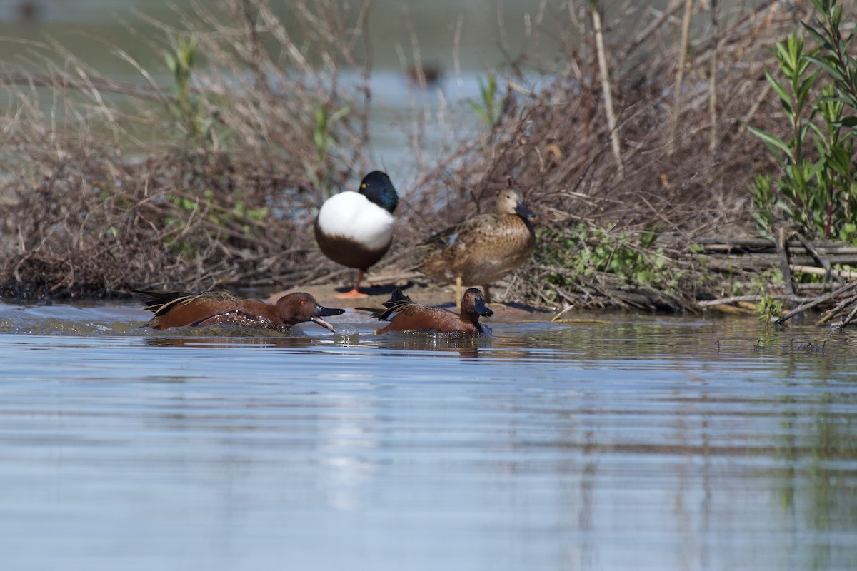 Cinnamon Teal - ML230128191