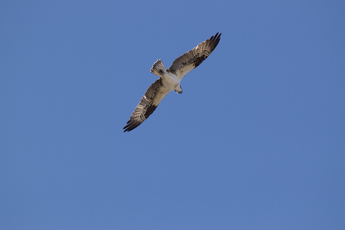 Osprey - ML230128311