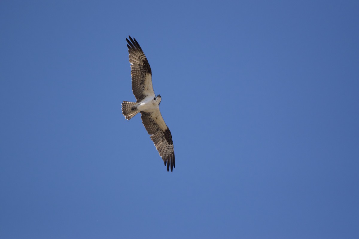 Osprey - ML230128341