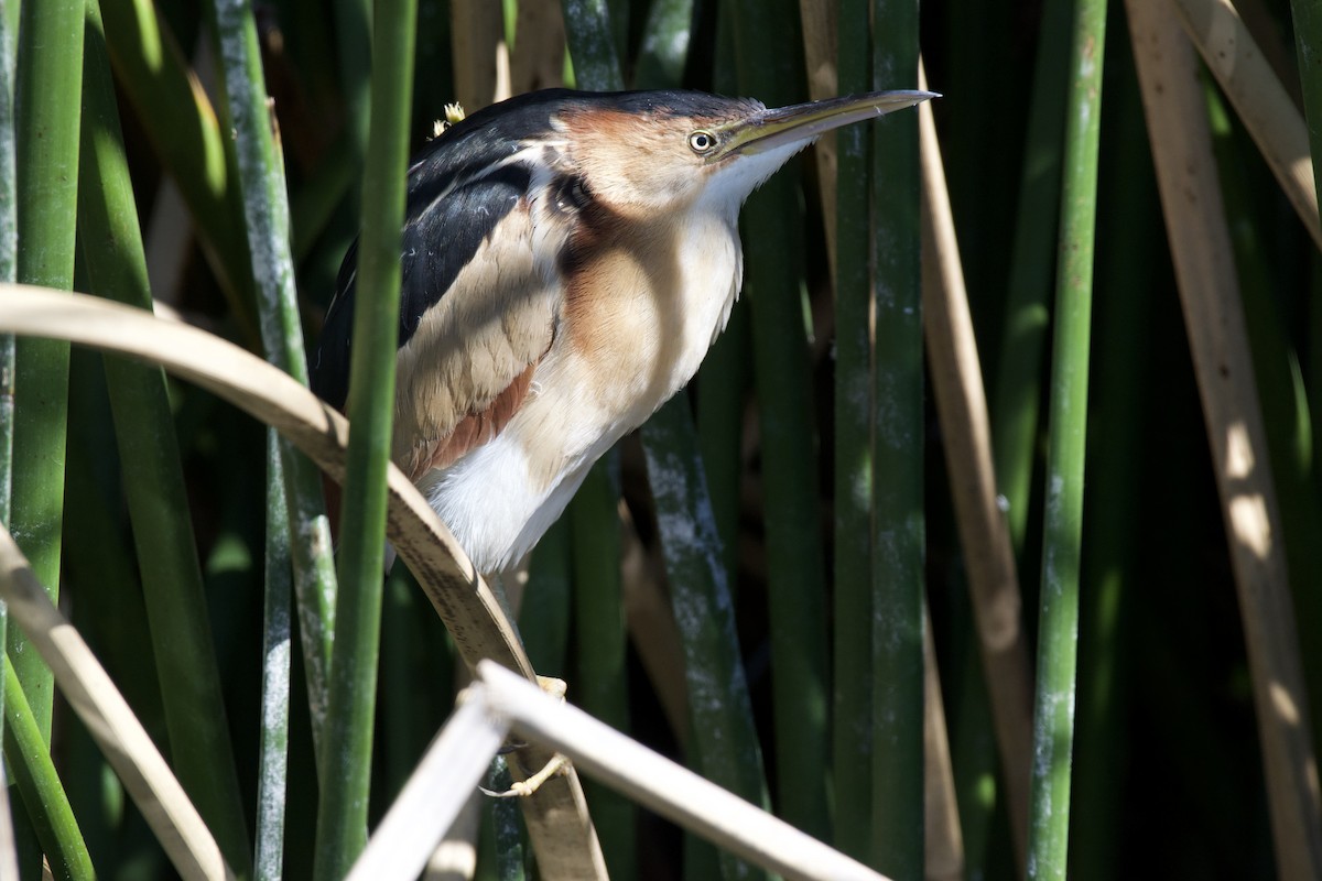 Least Bittern - ML230128751