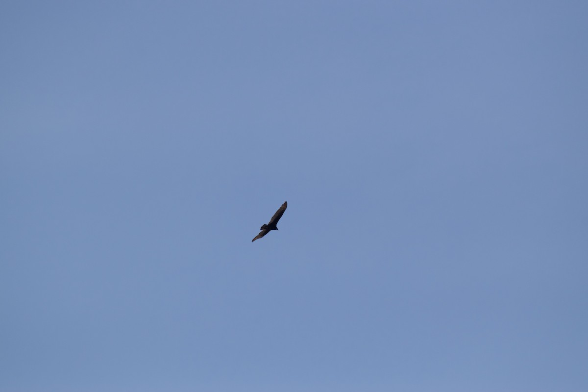 Turkey Vulture - Josiah Verbrugge