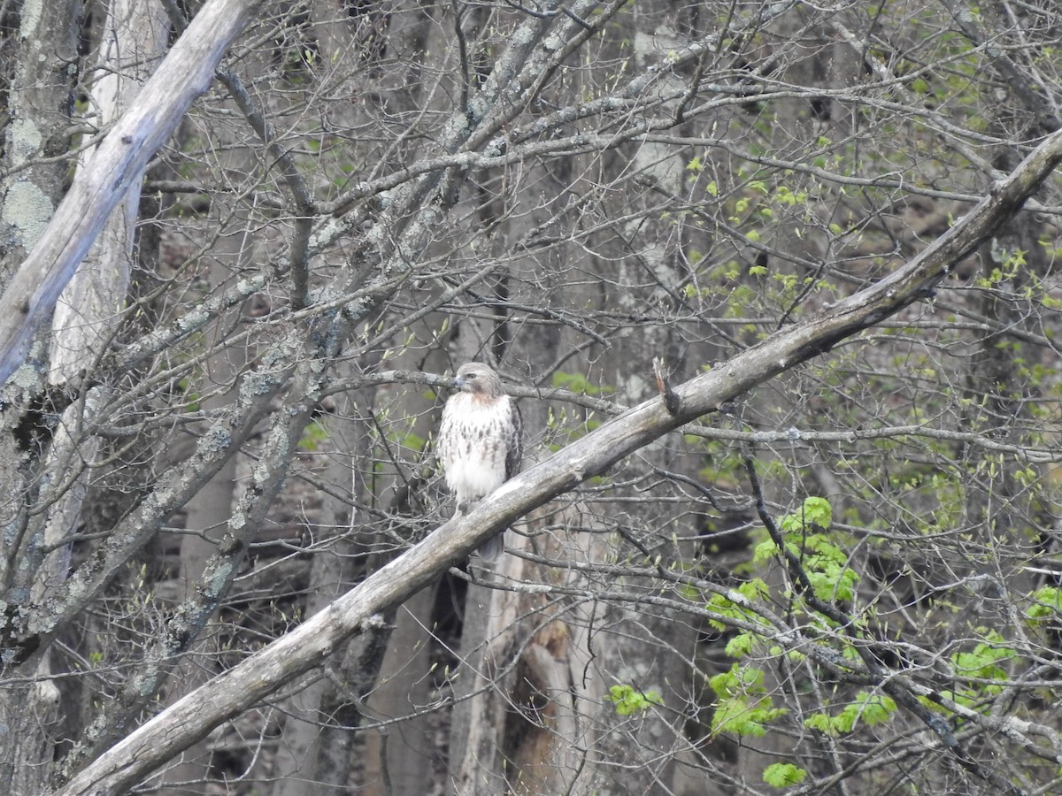 Rotschwanzbussard - ML230130131