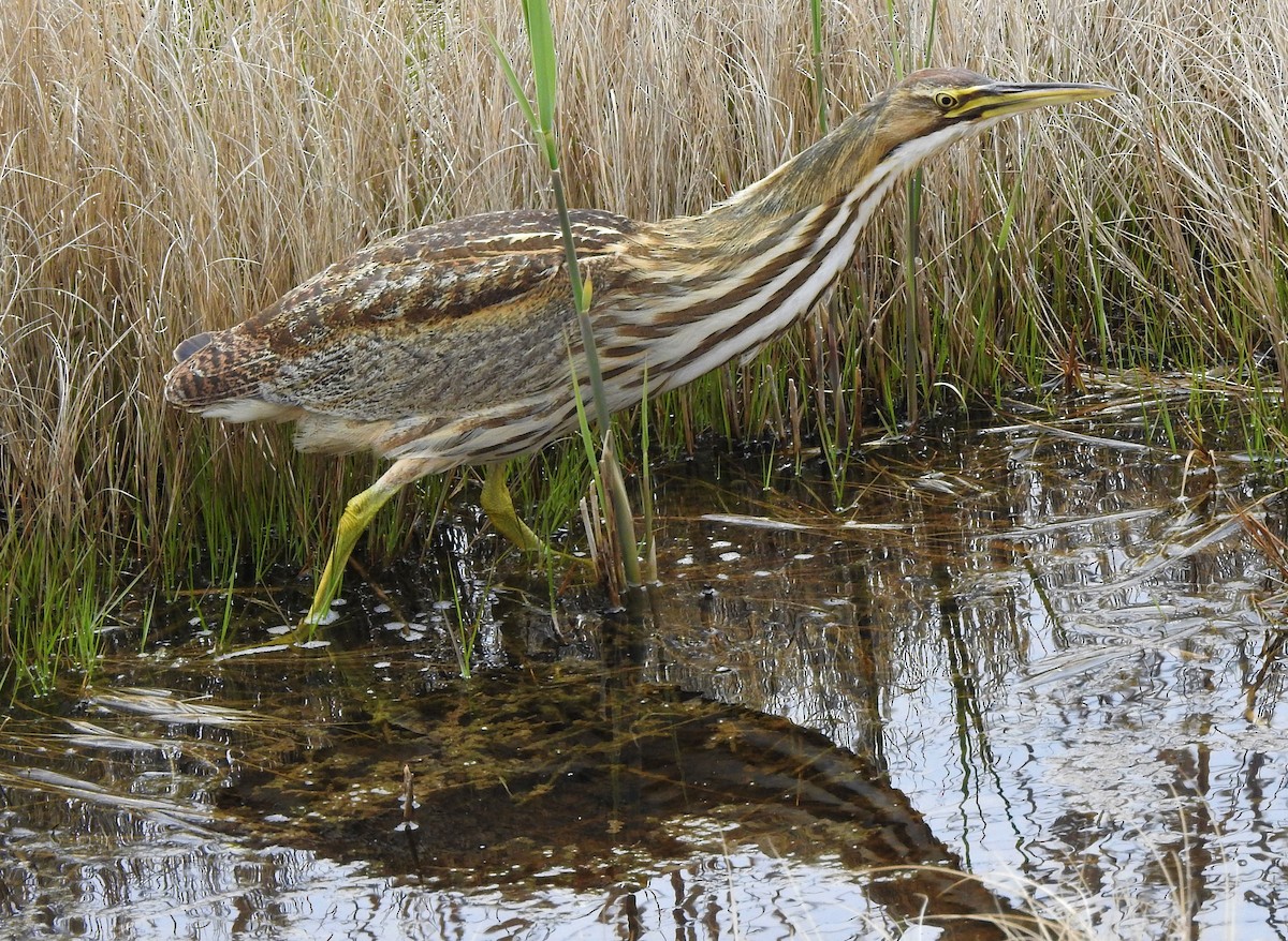 American Bittern - Carol Baird Molander