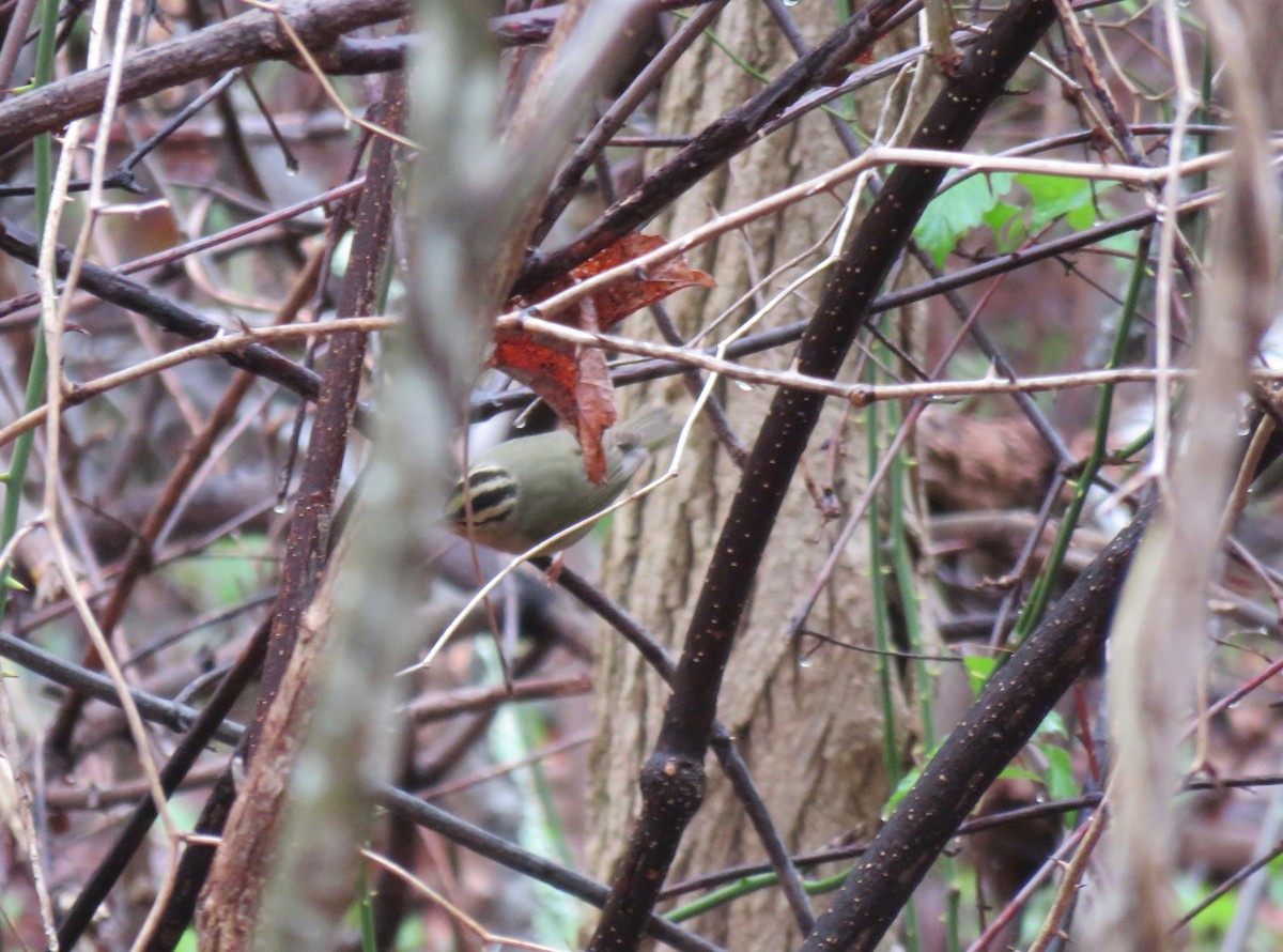 Worm-eating Warbler - Keith Leonard