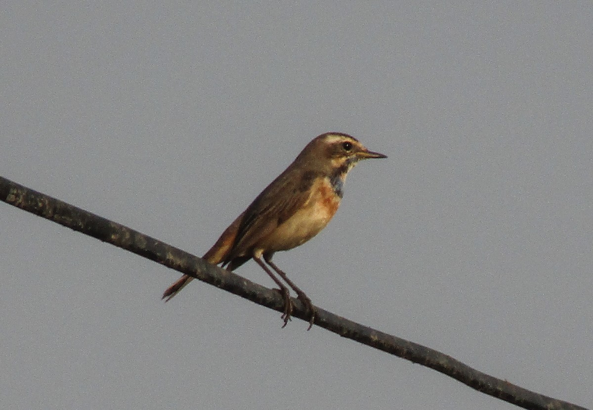 Bluethroat - ML230131491
