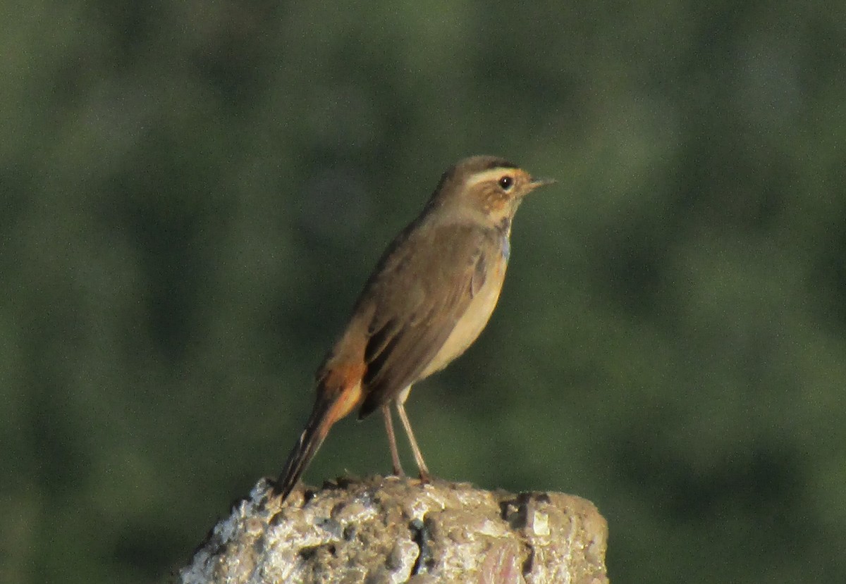 Bluethroat - ML230131521