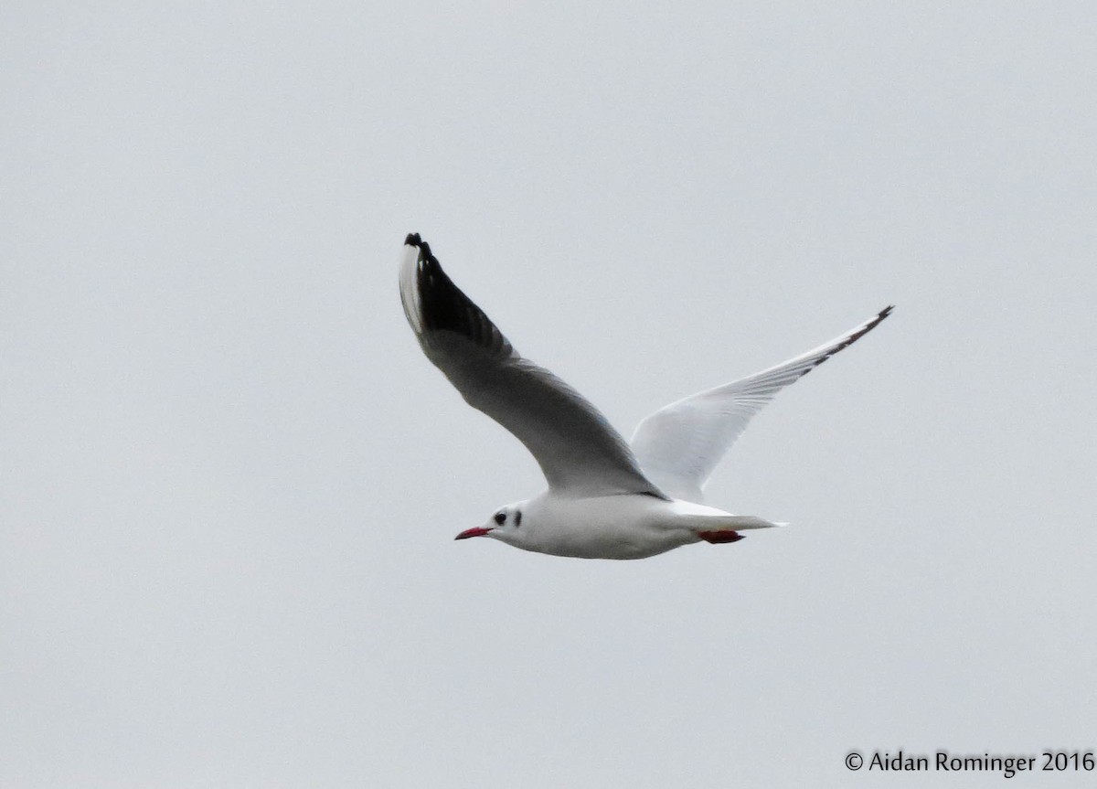 Gaviota Reidora - ML23013191