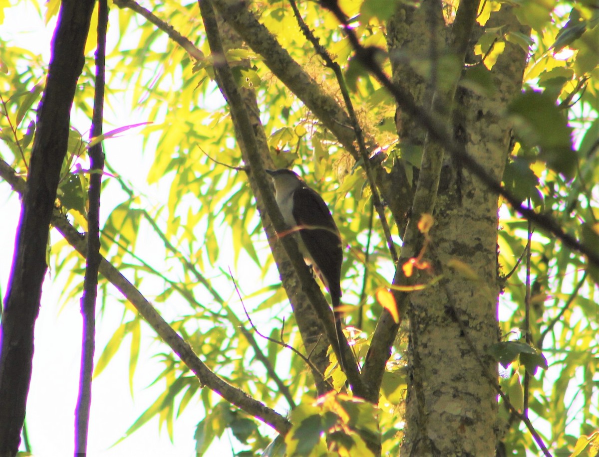 Black-billed Cuckoo - ML230132051