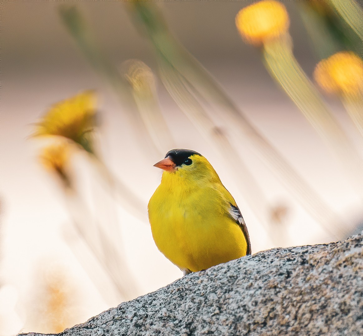 American Goldfinch - ML230132841