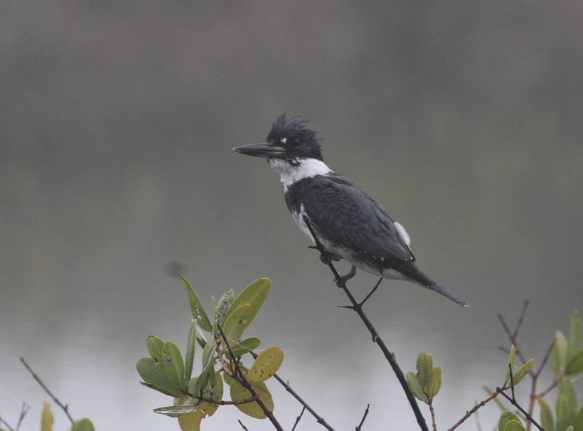 Belted Kingfisher - Paul Marvin