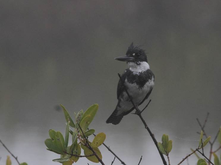 Belted Kingfisher - Paul Marvin