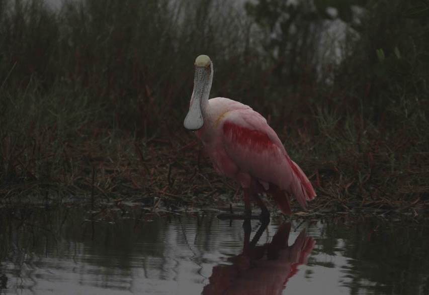 Roseate Spoonbill - ML23013531