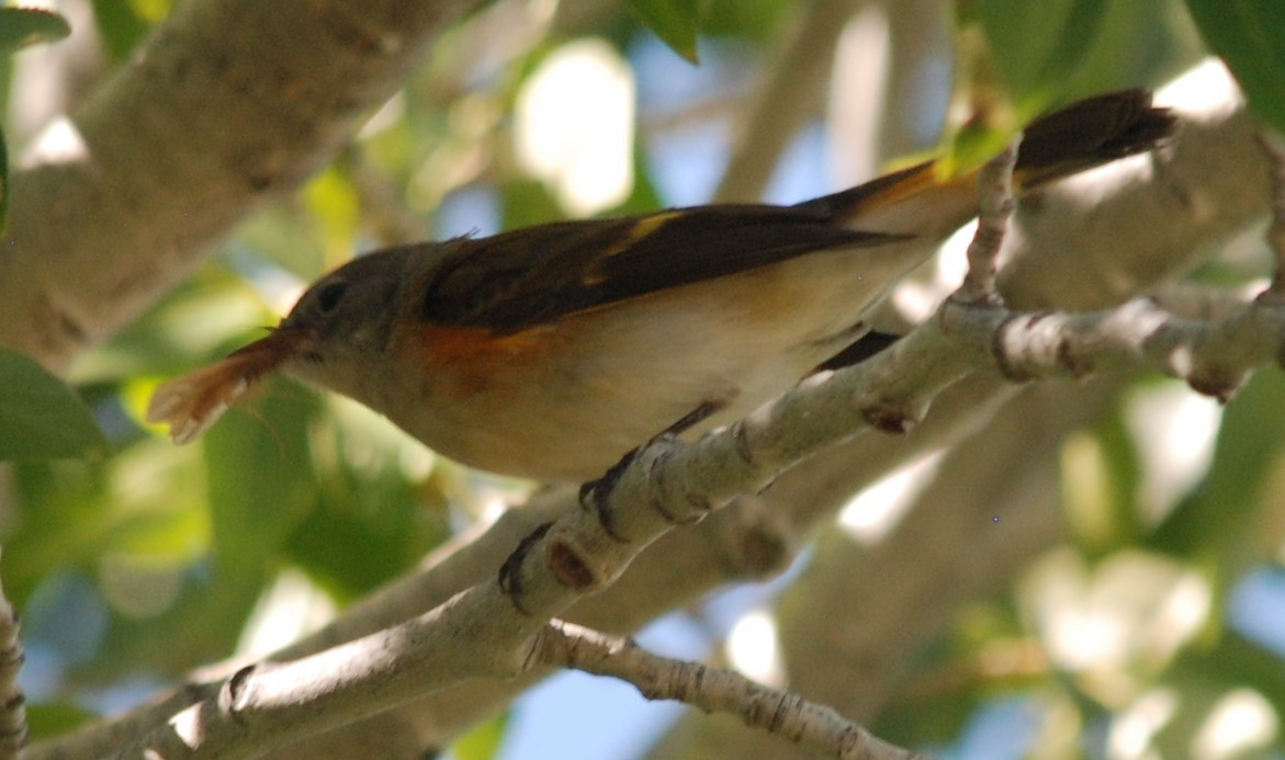 American Redstart - ML230136801