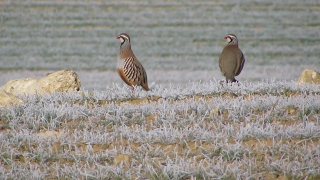 Red-legged Partridge - ML230137771