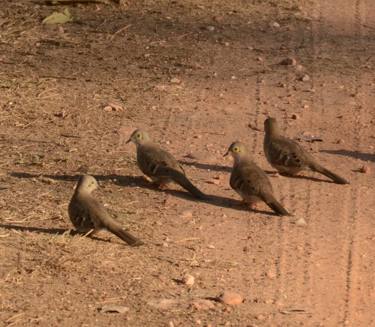 Long-tailed Ground Dove - ML230139571