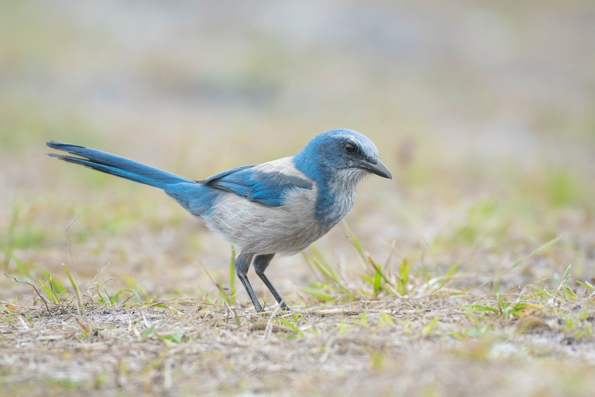 Florida Scrub-Jay - Cassidy Ficker