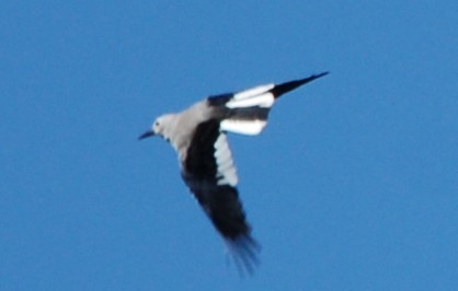 Clark's Nutcracker - ML230142741