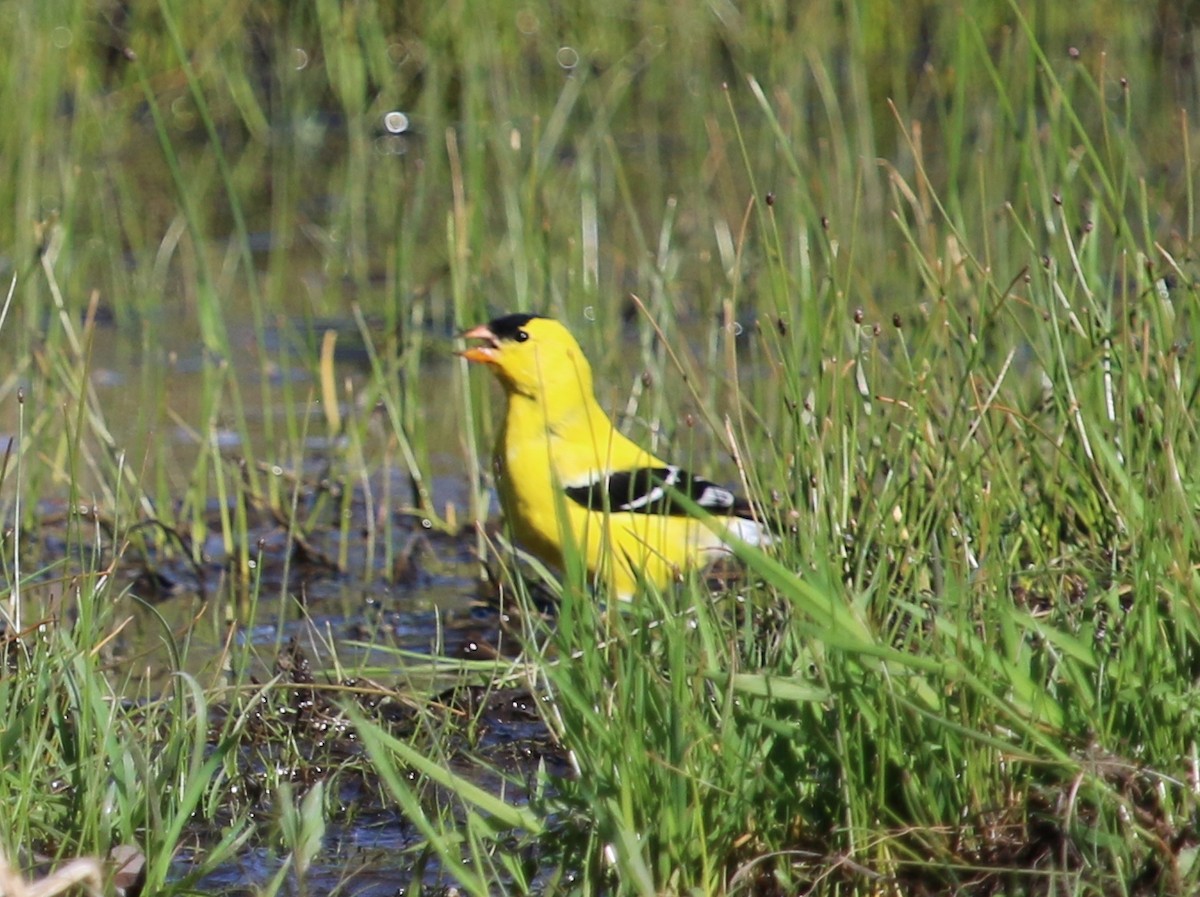 American Goldfinch - ML230144221