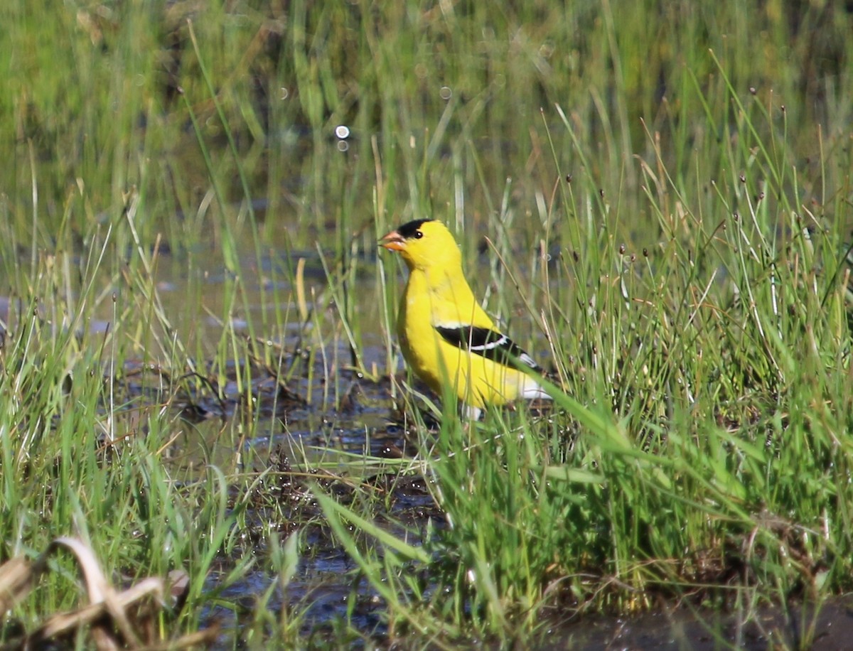 American Goldfinch - ML230144231