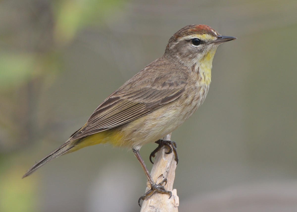 Palm Warbler (Western) - Michiel Oversteegen