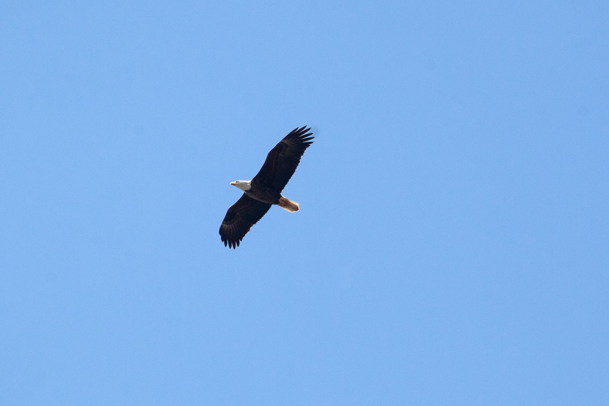Bald Eagle - ML230145521
