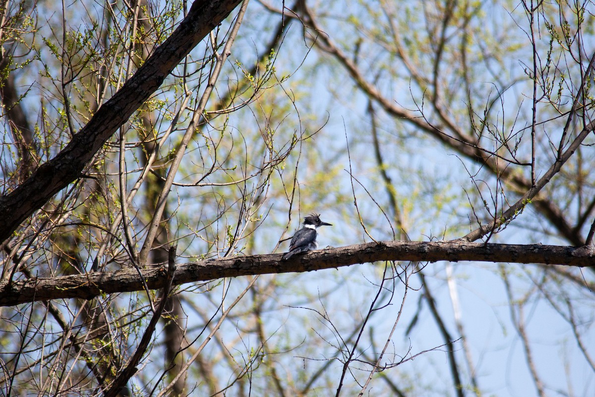 Belted Kingfisher - ML230145571
