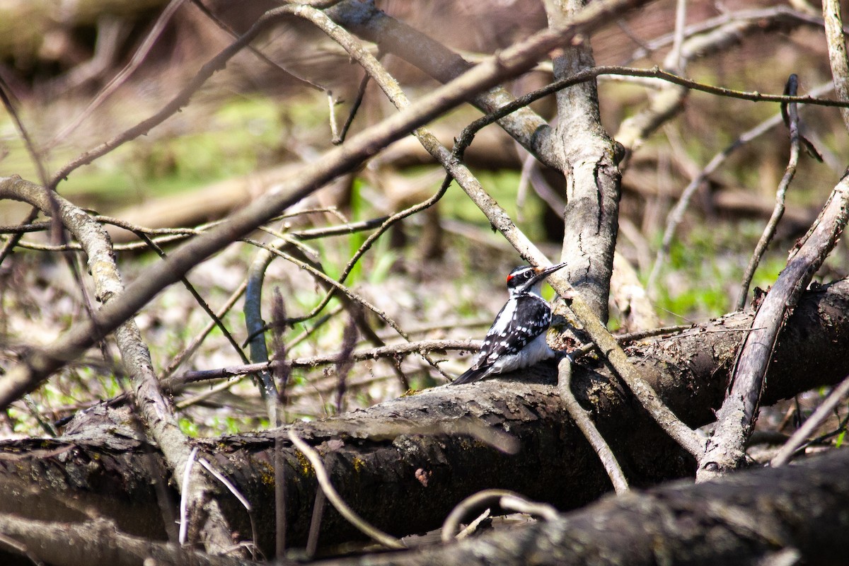 Hairy Woodpecker - ML230145781