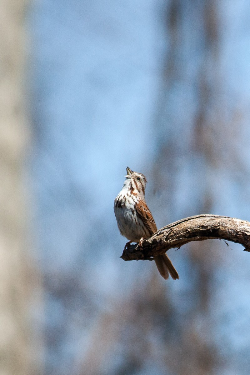 Song Sparrow - ML230145861