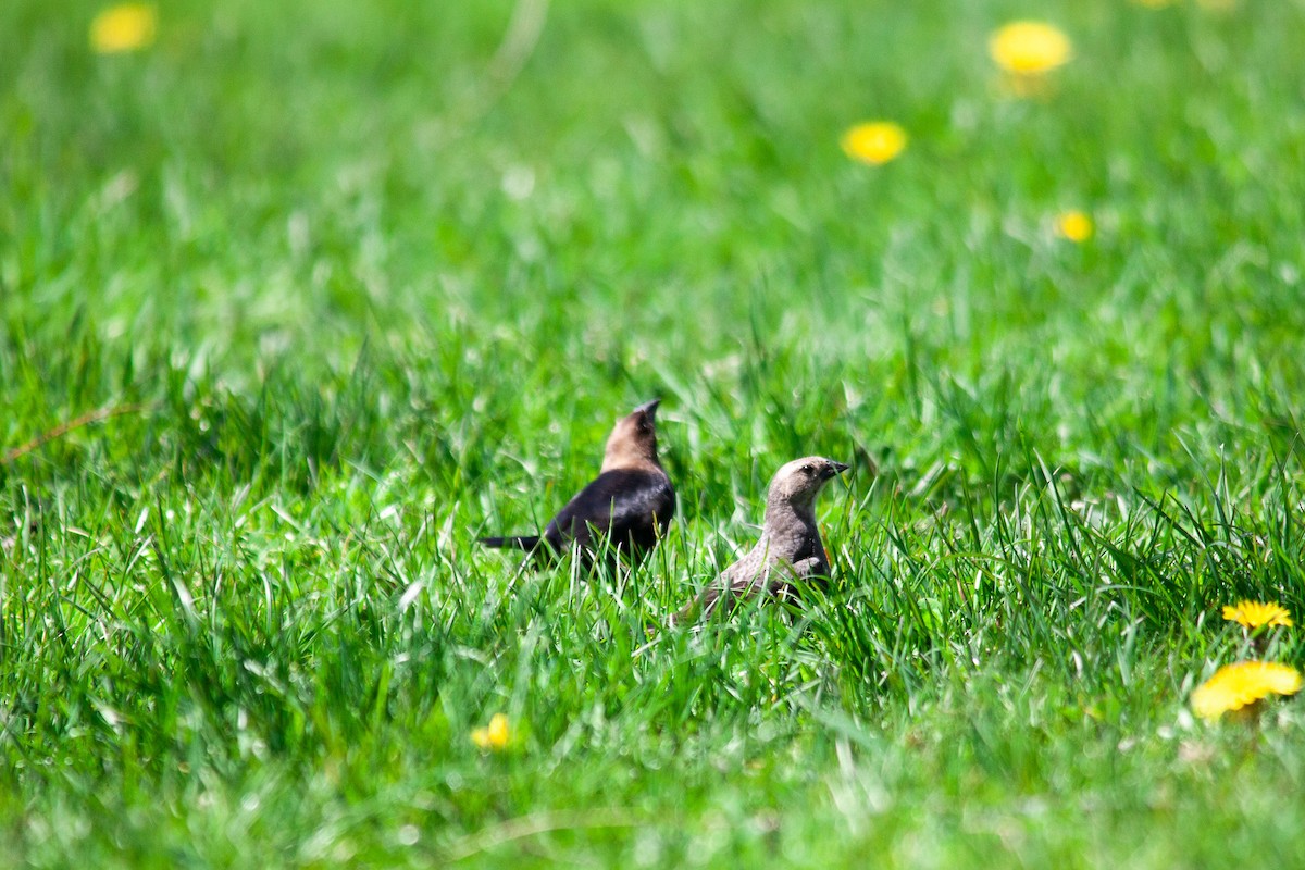 Brown-headed Cowbird - ML230145921