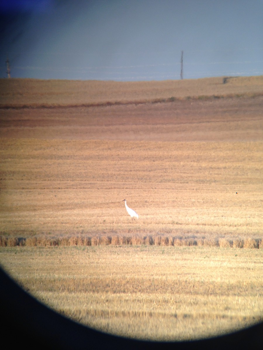 Whooping Crane - ML230146271