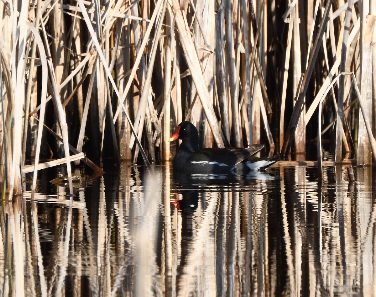 Common Gallinule - Matthew Garvin