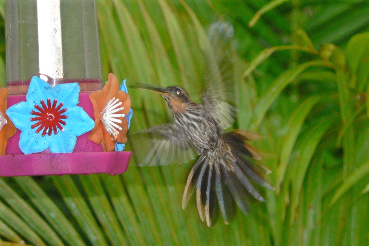 kolibřík pilozobý - ML230147581