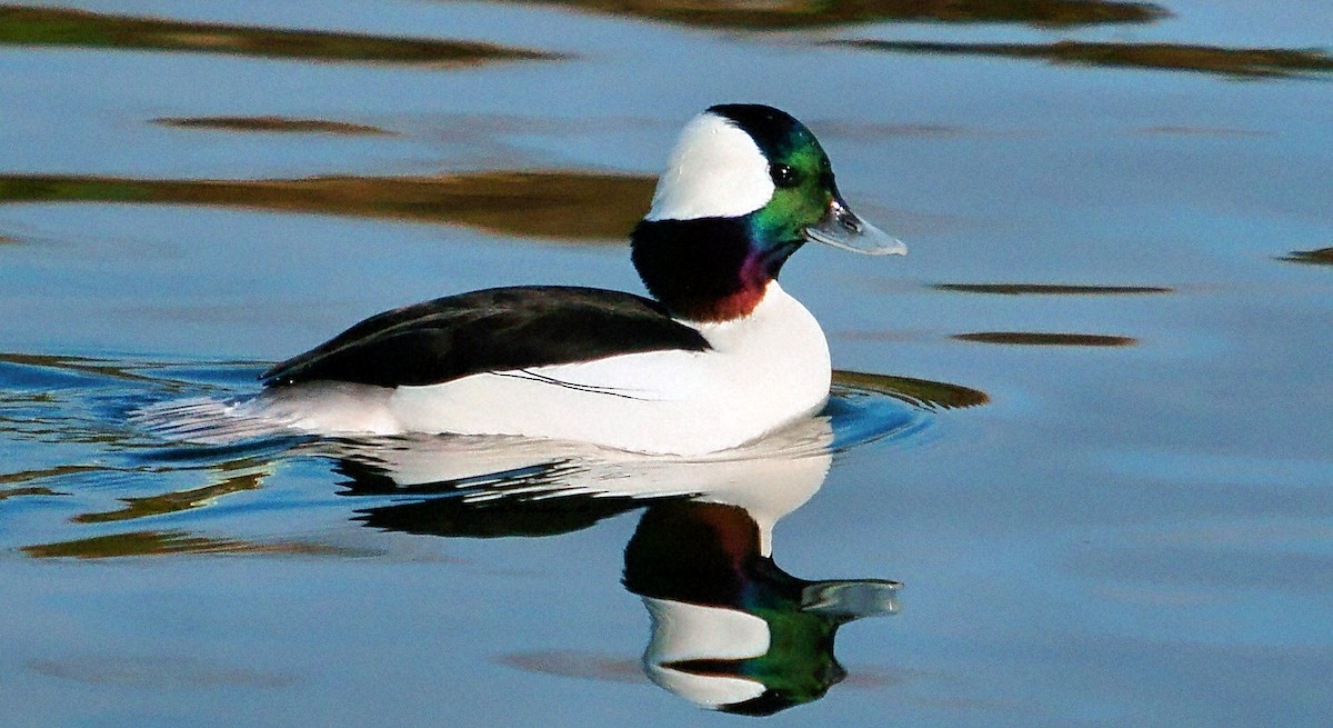 Bufflehead - ML23014771