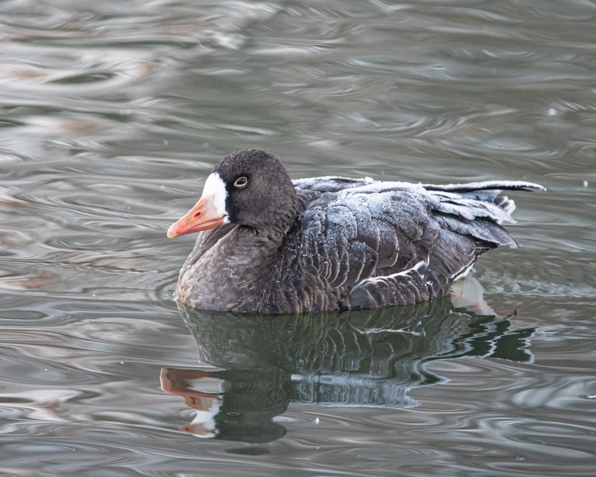 Greater White-fronted Goose - ML230150691