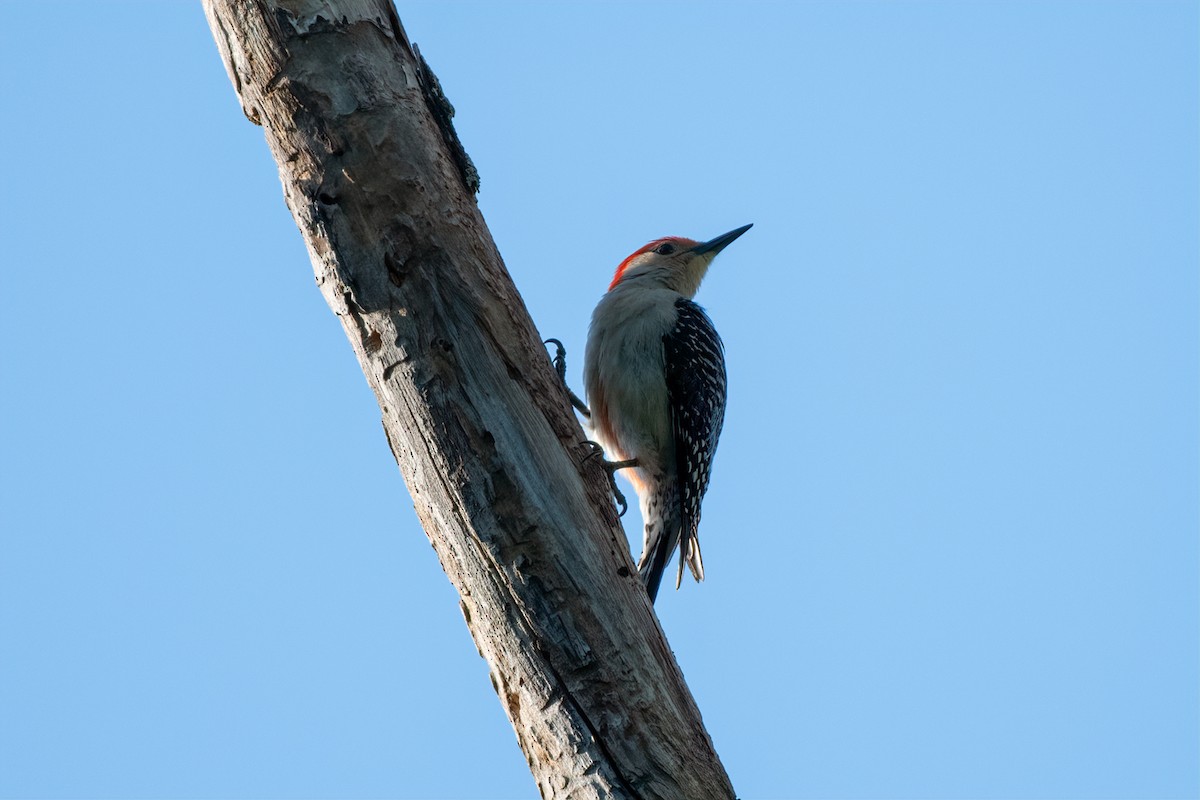 Red-bellied Woodpecker - ML230152211