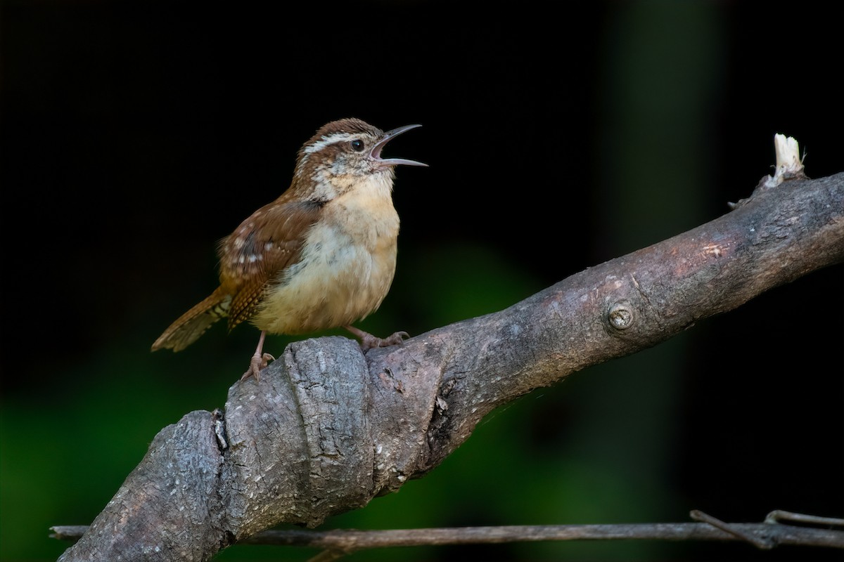 Carolina Wren - ML230152621