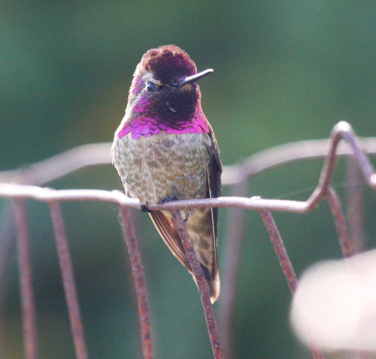 Anna's Hummingbird - ML230153471