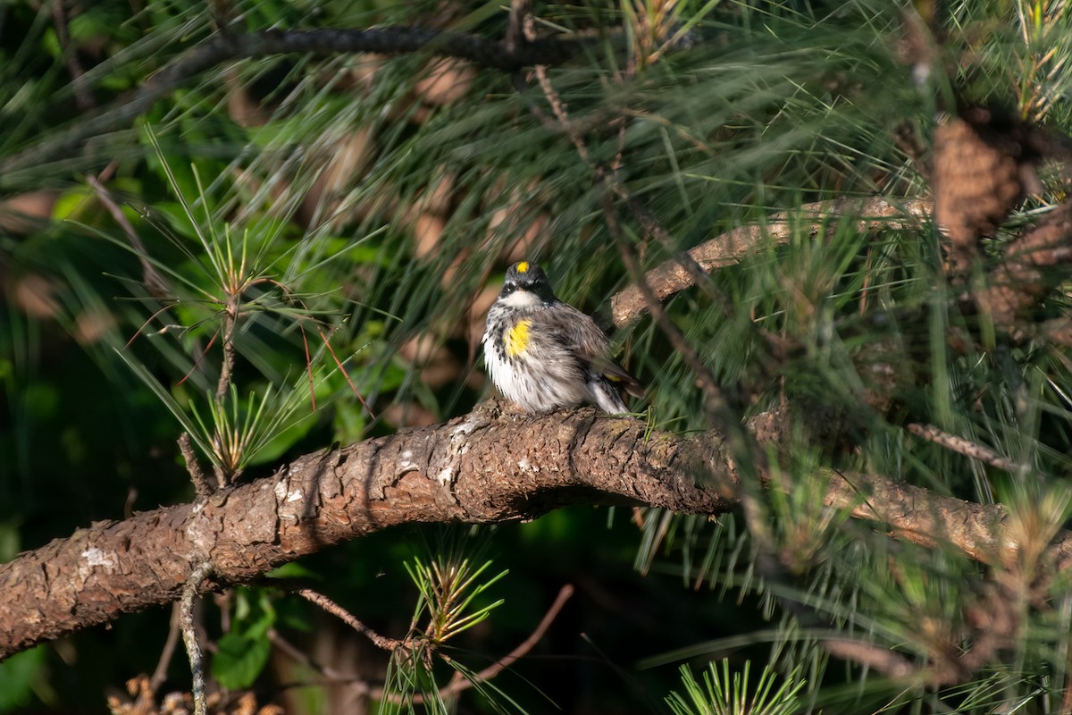 Yellow-rumped Warbler - ML230153661