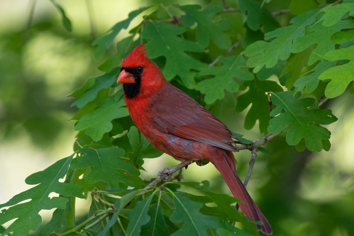 Northern Cardinal - ML230153751