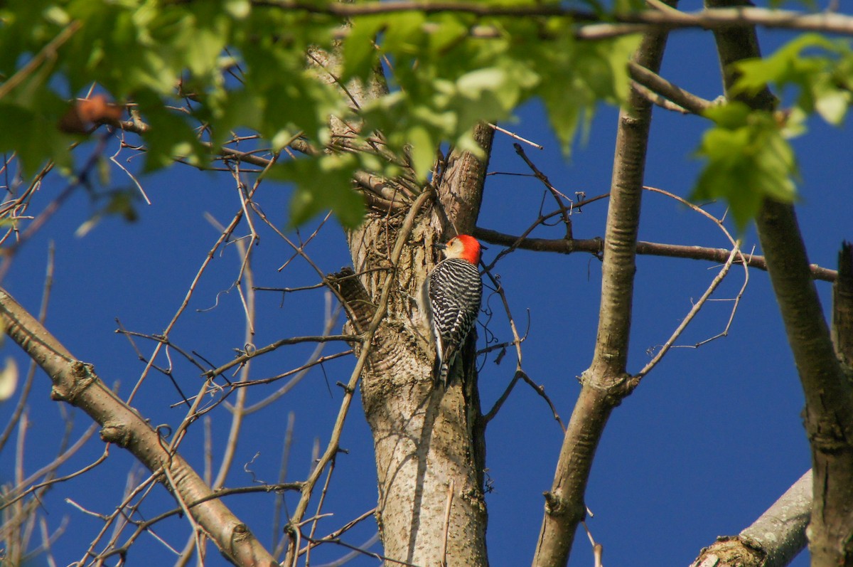 Red-bellied Woodpecker - Kristin Kong
