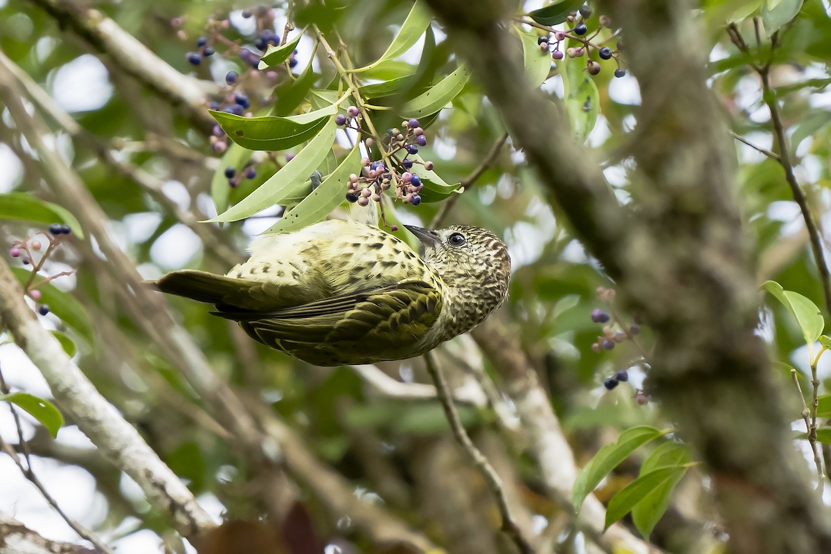 Sharpbill - Carlos Bianco