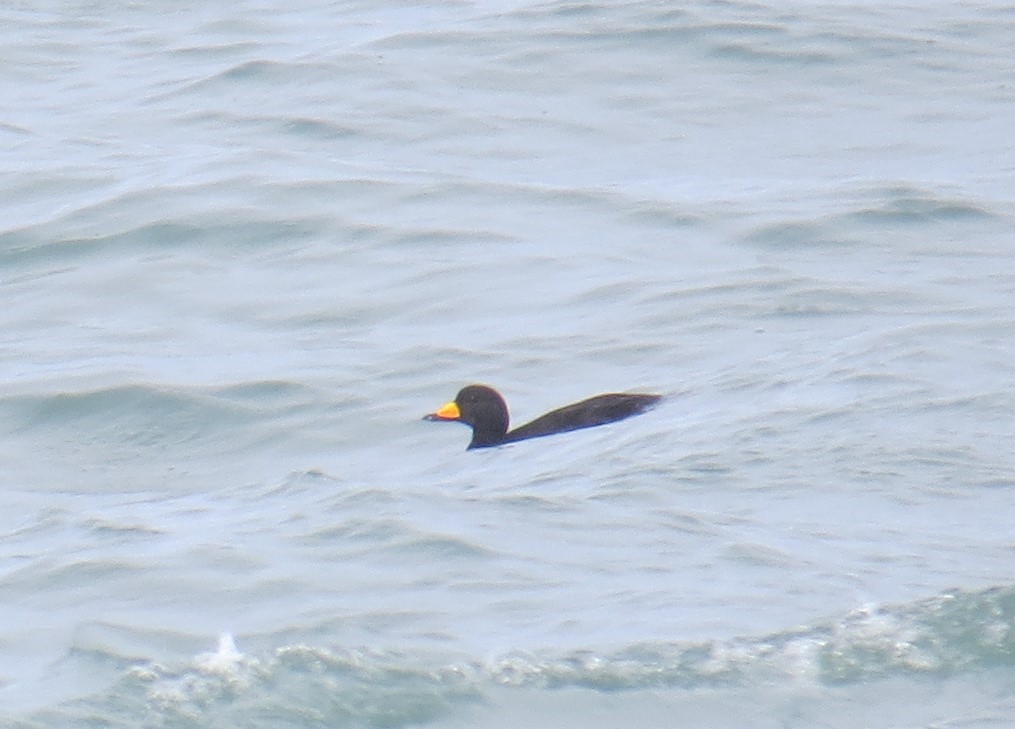 amerikasvartand - ML23015511