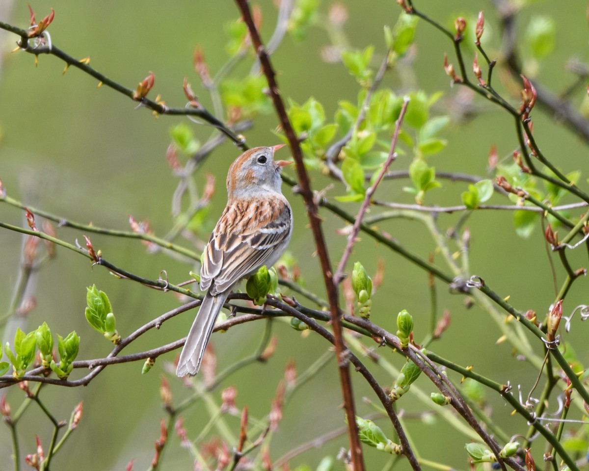 Field Sparrow - ML230155551
