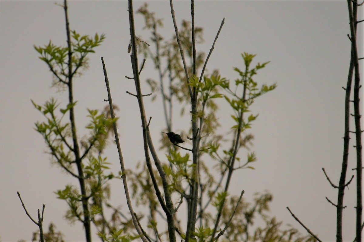 Ruby-throated Hummingbird - ML230156751