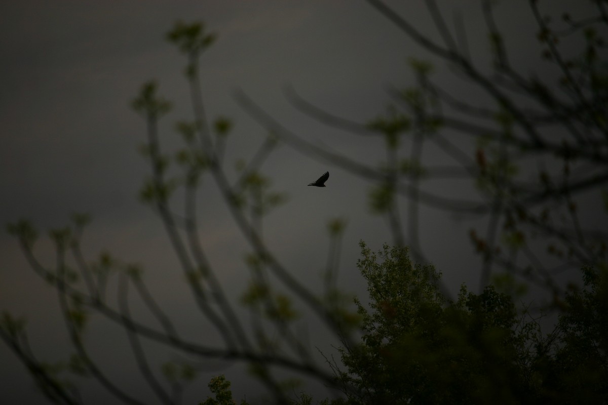 Turkey Vulture - ML230157061