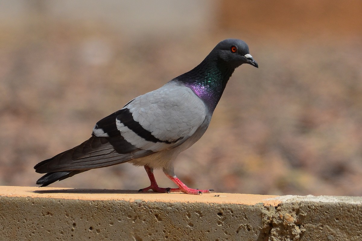 Rock Pigeon - Watter AlBahry